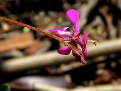 Indigofera sarmentosa