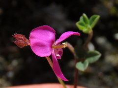 Indigofera sarmentosa