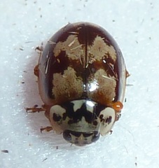 Mulsantina picta