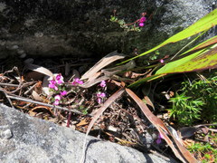 Indigofera sarmentosa