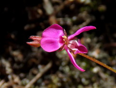 Indigofera sarmentosa