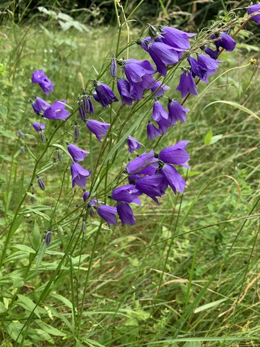 zvonček hrubokoreňový (Campanula serrata)
