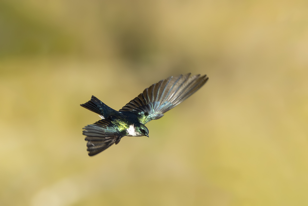 Golden Swallow photo