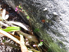 Indigofera sarmentosa