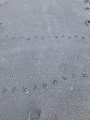 Haematopus longirostris