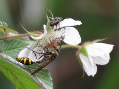 Phimenes flavopictus formosanus