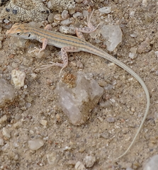 Meroles suborbitalis