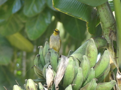 Pycnonotus finlaysoni