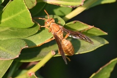 Polistes wattii