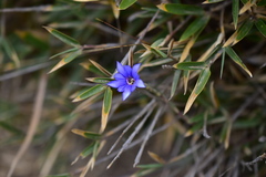 Gentiana arisanensis