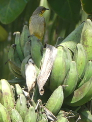 Pycnonotus finlaysoni