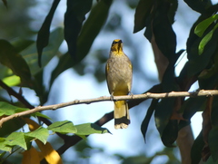 Pycnonotus finlaysoni