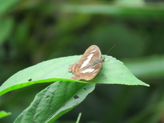 Metamorpha elissa