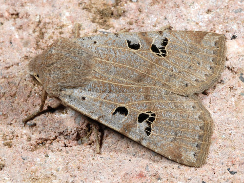 Black-spot Chestnut