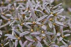 Rhododendron rubropilosum taiwanalpinum