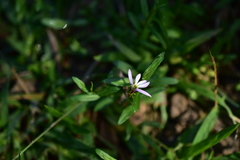 Lobelia chinensis
