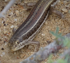 Trachylepis occidentalis