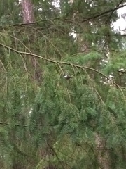 Periparus ater britannicus