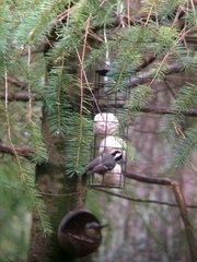Periparus ater britannicus