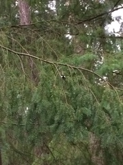 Periparus ater britannicus