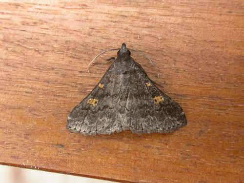 Naarda xanthonephra Hampson, 1910