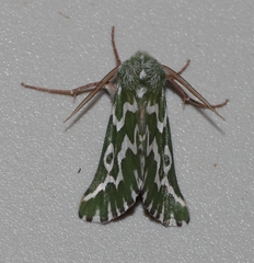 Drepanogynis bifasciata