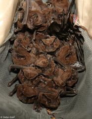 Mormopterus acetabulosus