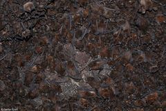 Mormopterus acetabulosus