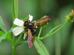 Xylocopa tranquebarorum
