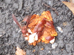 Polistes tenebricosus