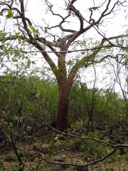 Bursera morelensis