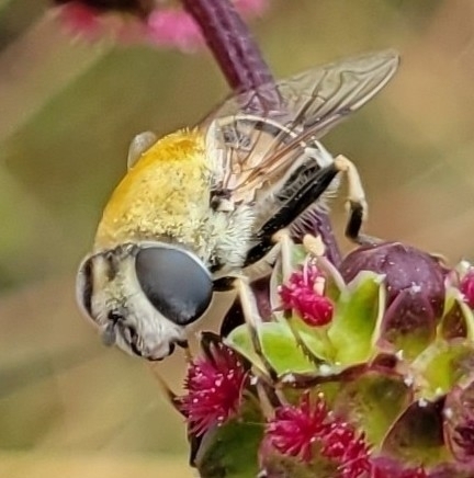 Yellow-shouldered Drone Fly