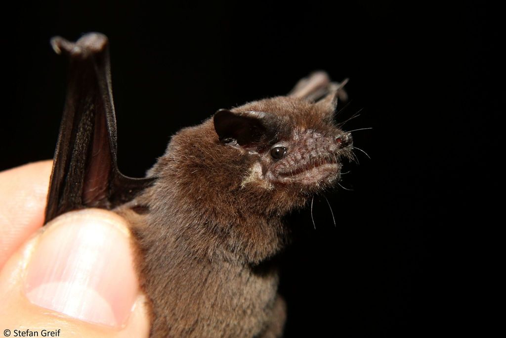 Mauritian Little Mastiff Bat