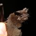 Natal Free-tailed Bat - Photo (c) Stefan Greif, some rights reserved (CC BY-NC), uploaded by Stefan Greif