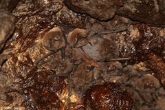 Mormopterus acetabulosus