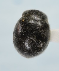 Rhyzobius forestieri