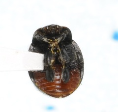 Rhyzobius forestieri