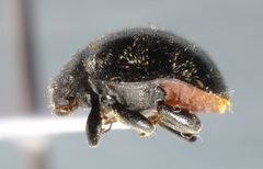 Rhyzobius forestieri