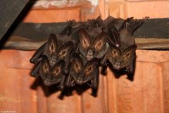 Megaderma spasma