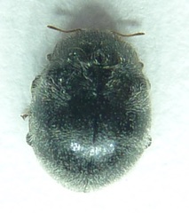 Rhyzobius forestieri