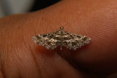 Diasemiopsis ramburialis