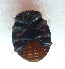 Rhyzobius forestieri