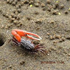 Austruca occidentalis