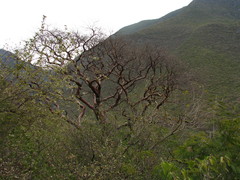 Bursera morelensis