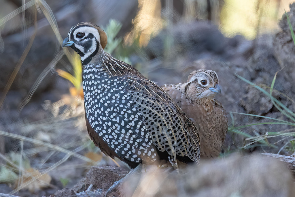Montezuma Quail (Cyrtonyx montezumae) photo
