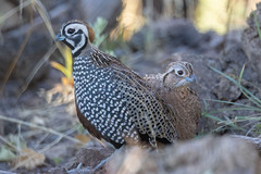 Montezuma Quail photo 1