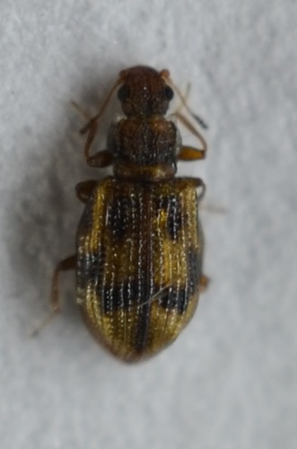 Cartodere bifasciata, photo 3 of 7