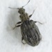 Latridiinae - Photo (c) Scott Gilmore, some rights reserved (CC BY-NC), uploaded by Scott Gilmore