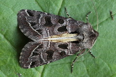 Hyssia cavernosa