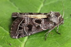 Hyssia cavernosa